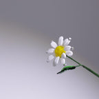 mundgeblasene Glasgänseblümchen