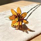 Glasringelblume, 20 cm, Orange-Gold