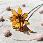 Glasringelblume, 20 cm, Orange-Gold