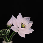 Glas Blumenvase mit Ewigblume, elegantes Blumendekor, Beileid Geschenk
